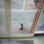 Подробнее об объявлении «Пропала кошка Орехово-Зуево» Фото: пропала кошка  «Пропала кошка Орехово-Зуево» в г. Орехово-Зуево