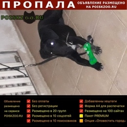Подробнее об объявлении «Краснодар Пропала собака» Фото: пропала собака  «Краснодар Пропала собака» в г. Краснодар