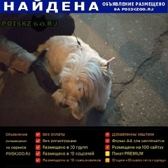 Подробнее об объявлении «Найдена собака кобель чертаново Москва» Фото: найдена собака  «Найдена собака кобель чертаново Москва» в г. Москва