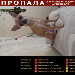 Подробнее об объявлении «Пропала собака Сергиев Посад» Фото: пропала собака Той-терьер «Пропала собака Сергиев Посад» в г. Сергиев Посад