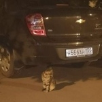 Подробнее об объявлении «Химки Найдена кошка около дома марии рубцовой» Фото: найдена кошка  «Химки Найдена кошка около дома марии рубцовой» в г. Химки