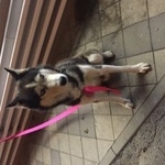 Подробнее об объявлении «Краснодар Найдена собака» Фото: найдена собака  «Краснодар Найдена собака» в г. Краснодар