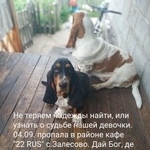 Подробнее об объявлении «Барнаул Пропала собака» Фото: пропала собака Бассет-хаунд «Барнаул Пропала собака» в г. Барнаул
