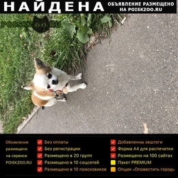 Подробнее об объявлении «Найдена собака Москва» Фото: найдена собака Чихуахуа «Найдена собака Москва» в г. Москва