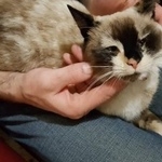 Подробнее об объявлении «Москва Найдена кошка на петровско-разумовском проезде» Фото: найдена кошка  «Москва Найдена кошка на петровско-разумовском...» в г. Москва