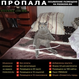 Подробнее об объявлении «Пропал кот. Ростов-на-Дону» Фото: пропала кошка Британская короткошерстная «Пропал кот. Ростов-на-Дону» в г. Ростов-на-Дону