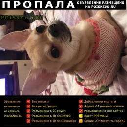 Подробнее об объявлении «Пропала собака Самара» Фото: пропала собака Чихуахуа «Пропала собака Самара» в г. Самара