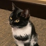 Подробнее об объявлении «Найдена кошка Балашиха» Фото: найдена кошка  «Найдена кошка Балашиха» в г. Балашиха