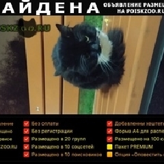 Подробнее об объявлении «Москва Найден кот» Фото: найдена кошка  «Москва Найден кот» в г. Москва