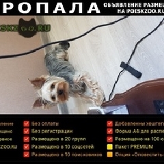 Подробнее об объявлении «Пропала собака Москва» Фото: пропала собака Йоркширский терьер «Пропала собака Москва» в г. Москва