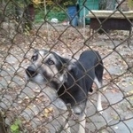 Подробнее об объявлении «Нарофоминск Найдена собака» Фото: найдена собака  «Нарофоминск Найдена собака» в г. Нарофоминск