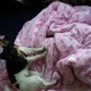 Подробнее об объявлении «Пропала собака кобель Санкт-Петербург» Фото: пропала собака Джек рассел терьер «Пропала собака кобель Санкт-Петербург» в г. Санкт-Петербург