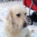 Подробнее об объявлении «Пропала собака голден ретривер Звенигород» Фото: пропала собака Голден ретривер «Пропала собака голден ретривер Звенигород» в г. Звенигород