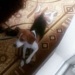 Подробнее об объявлении «Пропала собака Санкт-Петербург» Фото: пропала собака Бигль «Пропала собака Санкт-Петербург» в г. Санкт-Петербург