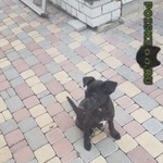 Подробнее об объявлении «Липецк Найдена собака кобель» Фото: найдена собака  «Липецк Найдена собака кобель» в г. Липецк