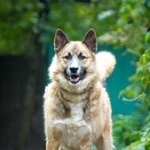 Подробнее об объявлении «Найдена собака Москва» Фото: найдена собака  «Найдена собака Москва» в г. Москва