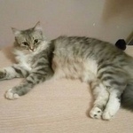 Подробнее об объявлении «Пропала кошка Карачев» Фото: пропала кошка  «Пропала кошка Карачев» в г. Карачев