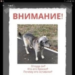 Подробнее об объявлении «Ярославль Найдена собака кобель» Фото: найдена собака  «Ярославль Найдена собака кобель» в г. Ярославль