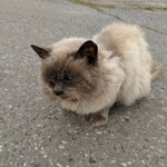 Подробнее об объявлении «Найден кот Нижний Новгород» Фото: найдена кошка Невская маскарадная «Найден кот Нижний Новгород» в г. Нижний Новгород