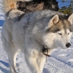 Подробнее об объявлении «Пропала собака хаски, серо-белая, девочка, голубые глаз Санкт-Петербург» Фото: пропала собака Сибирская хаски «Пропала собака хаски, серо-белая, девочка,...» в г. Санкт-Петербург