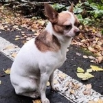 Подробнее об объявлении «Найдена собака чихуахуа Москва» Фото: найдена собака Чихуахуа «Найдена собака чихуахуа Москва» в г. Москва