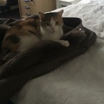 Подробнее об объявлении «Пропала кошка Красногорск» Фото: пропала кошка  «Пропала кошка Красногорск» в г. Красногорск