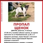 Подробнее об объявлении «Пропала собака щенок джули Москва» Фото: пропала собака  «Пропала собака щенок джули Москва» в г. Москва