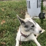 Подробнее об объявлении «Найдена собака Москва» Фото: найдена собака  «Найдена собака Москва» в г. Москва