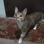 Подробнее об объявлении «Москва Найдена кошка» Фото: найдена кошка  «Москва Найдена кошка» в г. Москва