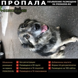 Подробнее об объявлении «Пропала собака Москва» Фото: пропала собака  «Пропала собака Москва» в г. Москва