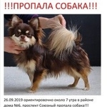 Подробнее об объявлении «Нижний Новгород Пропала собака кобель» Фото: пропала собака Чихуахуа «Нижний Новгород Пропала собака кобель» в г. Нижний Новгород