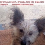 Подробнее об объявлении «Волгоград Пропала собака кобель» Фото: пропала собака Китайская хохлатая собака «Волгоград Пропала собака кобель» в г. Волгоград