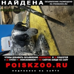 Подробнее об объявлении «Найдена собака Видное» Фото: найдена собака  «Найдена собака Видное» в г. Видное