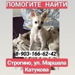 Подробнее об объявлении «Пропала собака Москва» Фото: пропала собака  «Пропала собака Москва» в г. Москва