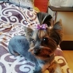 Подробнее об объявлении «Пропала собака Санкт-Петербург» Фото: пропала собака Йоркширский терьер «Пропала собака Санкт-Петербург» в г. Санкт-Петербург