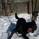 Подробнее об объявлении «Пропала собака Смоленск» Фото: пропала собака  «Пропала собака Смоленск» в г. Смоленск