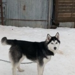Подробнее об объявлении «Пропала собака кобель Дмитров» Фото: пропала собака Сибирская хаски «Пропала собака кобель Дмитров» в г. Дмитров