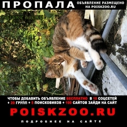 Подробнее об объявлении «Жуковский Пропала кошка» Фото: пропала кошка  «Жуковский Пропала кошка» в г. Жуковский