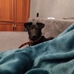 Подробнее об объявлении «Пропала собака Самара» Фото: пропала собака  «Пропала собака Самара» в г. Самара