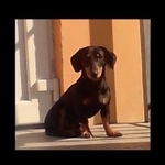 Подробнее об объявлении «Пропала собака кобель Санкт-Петербург» Фото: пропала собака Такса «Пропала собака кобель Санкт-Петербург» в г. Санкт-Петербург