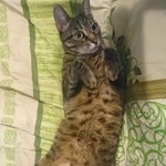 Подробнее об объявлении «Пропал кот на улице мишина Москва» Фото: пропала кошка  «Пропал кот на улице мишина Москва» в г. Москва