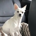 Подробнее об объявлении «Пропала собака Москва» Фото: пропала собака Чихуахуа «Пропала собака Москва» в г. Москва