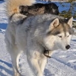 Подробнее об объявлении «Пропала собака хаски, сера-белая, девочка, голубые глаз Ломоносов» Фото: пропала собака Сибирская хаски «Пропала собака хаски, сера-белая, девочка,...» в г. Ломоносов