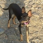 Подробнее об объявлении «Пропала собака кобель Хабаровск» Фото: пропала собака Той-терьер «Пропала собака кобель Хабаровск» в г. Хабаровск