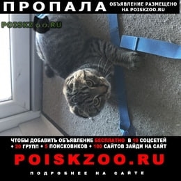 Подробнее об объявлении «Пропал кот вислоухий мес Ростов-на-Дону» Фото: пропала кошка Британская короткошерстная «Пропал кот вислоухий мес Ростов-на-Дону» в г. Ростов-на-Дону