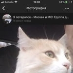 Подробнее об объявлении «Москва Пропал кот» Фото: пропала кошка  «Москва Пропал кот» в г. Москва