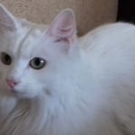 Подробнее об объявлении «Москва Найдена кошка очень ухоженное белая, животное» Фото: найдена кошка  «Москва Найдена кошка очень ухоженное белая,...» в г. Москва