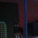 Подробнее об объявлении «Пропала собака кобель Кемерово» Фото: пропала собака Восточно-европейская овчарка «Пропала собака кобель Кемерово» в г. Кемерово