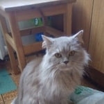 Подробнее об объявлении «Чехов Пропал кот» Фото: пропала кошка  «Чехов Пропал кот» в г. Чехов