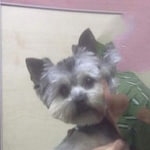 Подробнее об объявлении «Пропала собака кобель помогите Самара» Фото: пропала собака Йоркширский терьер «Пропала собака кобель помогите Самара» в г. Самара